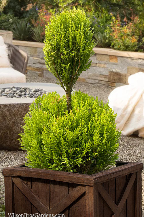  Goldcrest Monterey Lemon Cypress - 2-Ball Poodle Tier Topiary - 2 Gallon Pot