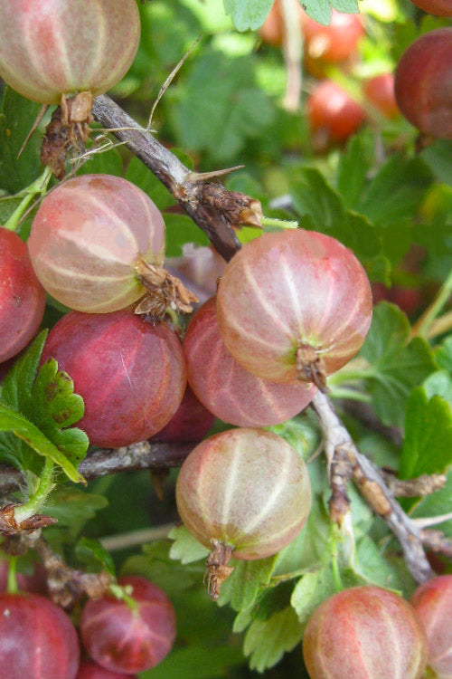  Pixwell Gooseberry (Currant) - 1 Gallon Pot