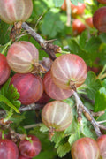  Pixwell Gooseberry (Currant) - 1 Gallon Pot