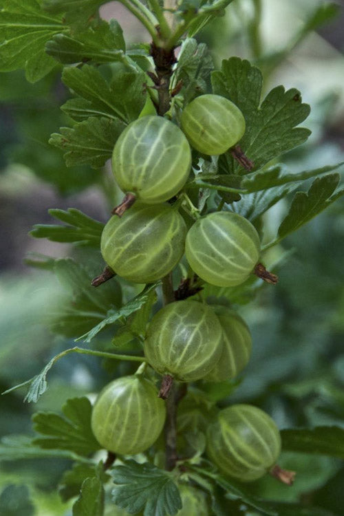  Pixwell Gooseberry (Currant) - 1 Gallon Pot