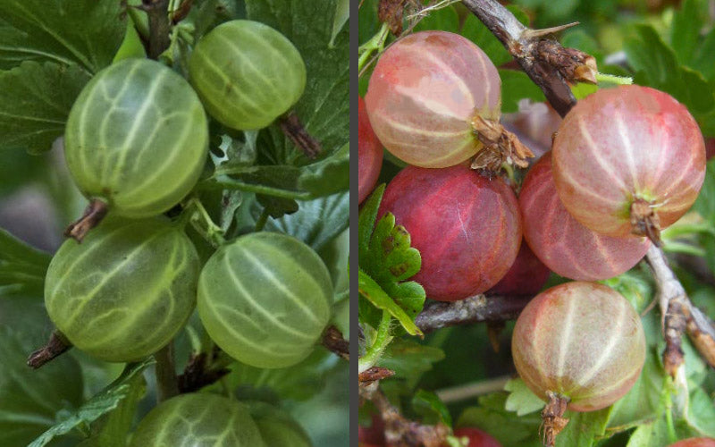  Pixwell Gooseberry (Currant) - 1 Gallon Pot