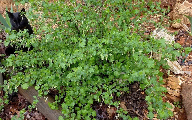  Pixwell Gooseberry (Currant) - 1 Gallon Pot
