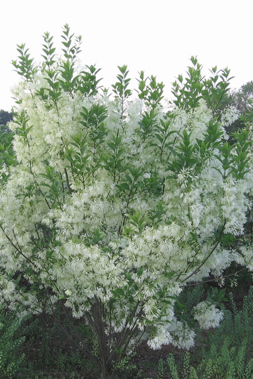  Grancy Graybeard - White Fringe Tree - 3 Gallon Pot