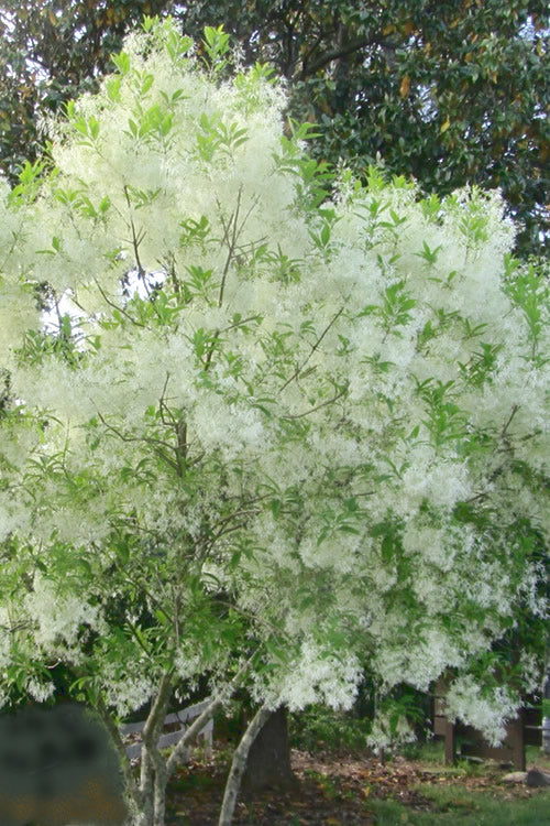  Grancy Graybeard - White Fringe Tree - 3 Gallon Pot