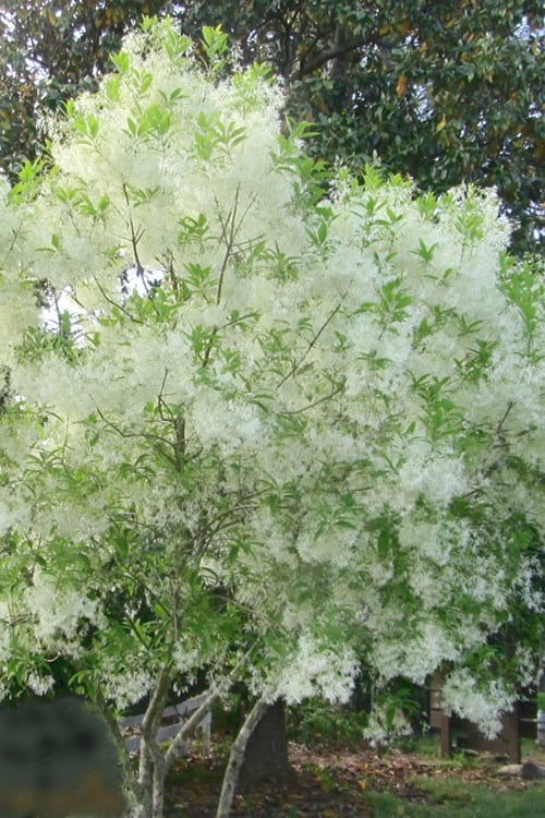  Grancy Graybeard - White Fringe Tree - 3 Gallon Pot
