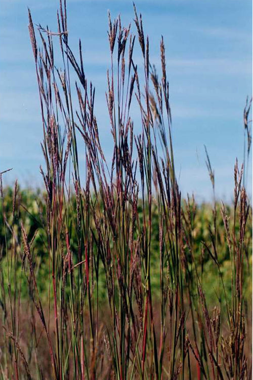  Big Bluestem Grass (Andropogon Gerardii) - 8 Pack Of 1 Gallon Pots