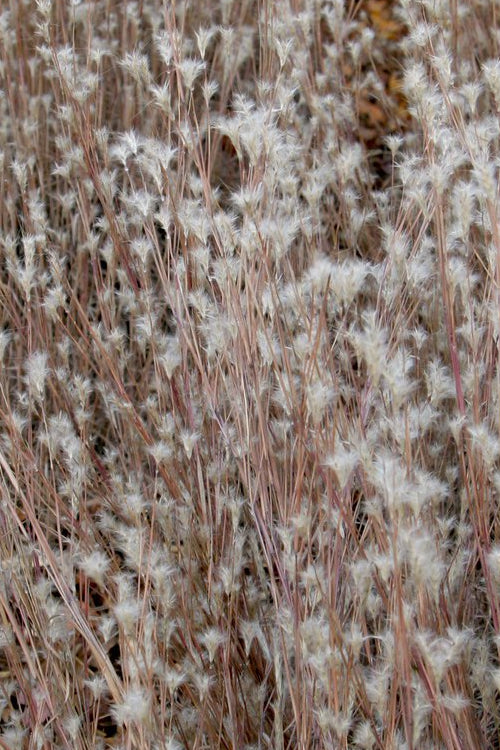  Black Mountain Bluestem Grass (Andropogon Ternarius) - 8 Pack Of 1 Gallon Pots