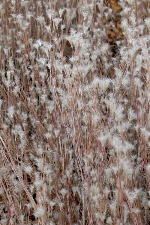  Black Mountain Bluestem Grass (Andropogon Ternarius) - 8 Pack Of 1 Gallon Pots