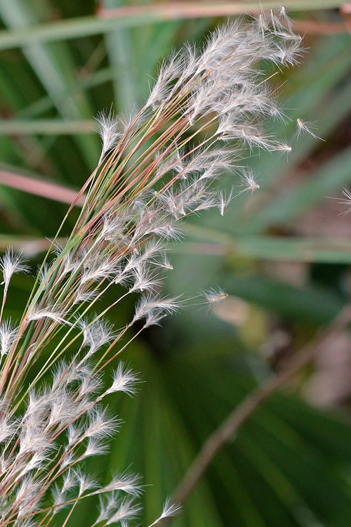  Broomsedge Bluestem Grass (Andropogon Virginicus) - 8 Pack Of 1 Gallon Pots