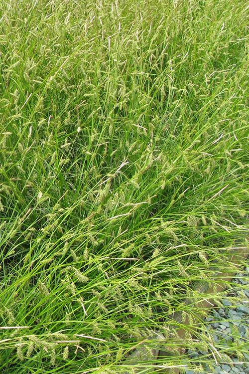  Cherokee Sedge (Carex Cherokeensis) - 8 Pack Of 1 Gallon Pots