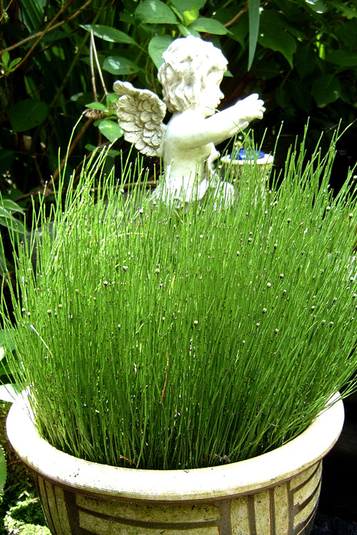  Dwarf Horsetail Reed Grass (Equisetum Scirpoides) - 1 Gallon Pot