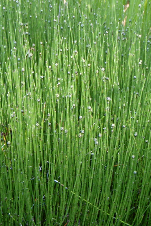  Dwarf Horsetail Reed Grass (Equisetum Scirpoides) - 1 Gallon Pot