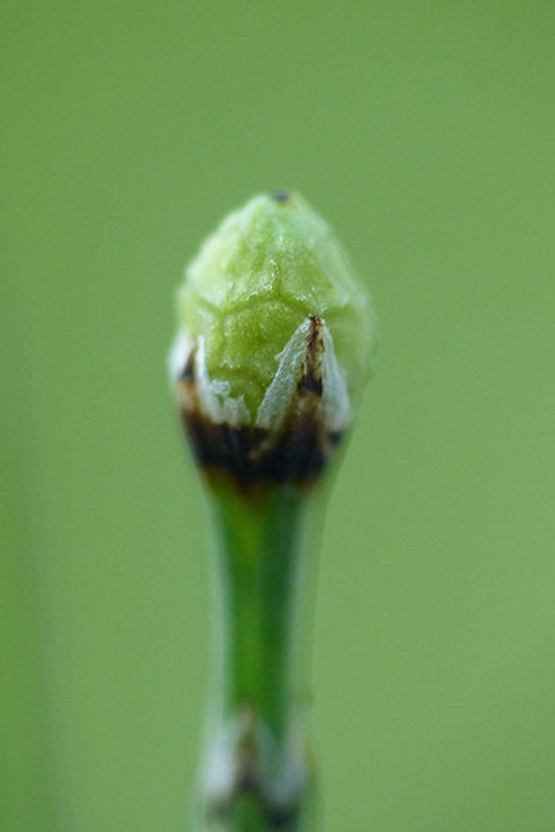  Dwarf Horsetail Reed Grass (Equisetum Scirpoides) - 1 Gallon Pot