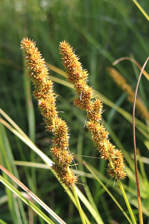  Fox Sedge (Carex Vulpinoidea) - 8 Pack Of 1 Gallon Pots