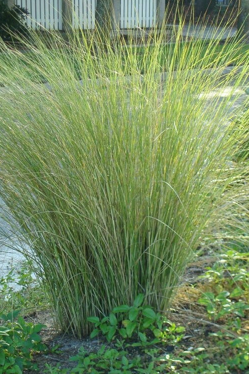  Marsh Sand Cordgrass (Spartina Bakeri) - 8 Pack Of 1 Gallon Pots