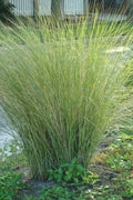  Marsh Sand Cordgrass (Spartina Bakeri) - 6 Pack Of 1 Gallon Pots