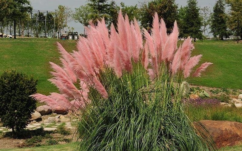  Pink Pampas Grass - 3 Gallon Pot