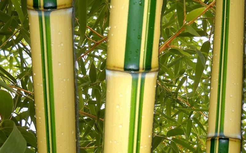  Gold Vivax Giant Timber Bamboo (Green Stripe Bamboo) - Phyllostachys Vivax 'Aureocaulis' - 3 Gallon Pot (4-6')