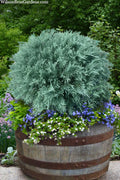  Grey Owl Juniper Globe Topiary - 7 Gallon Pot