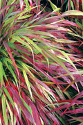  Beni Kaze Japanese Forest Grass (Hakonechloa) - 1 Gallon Pot