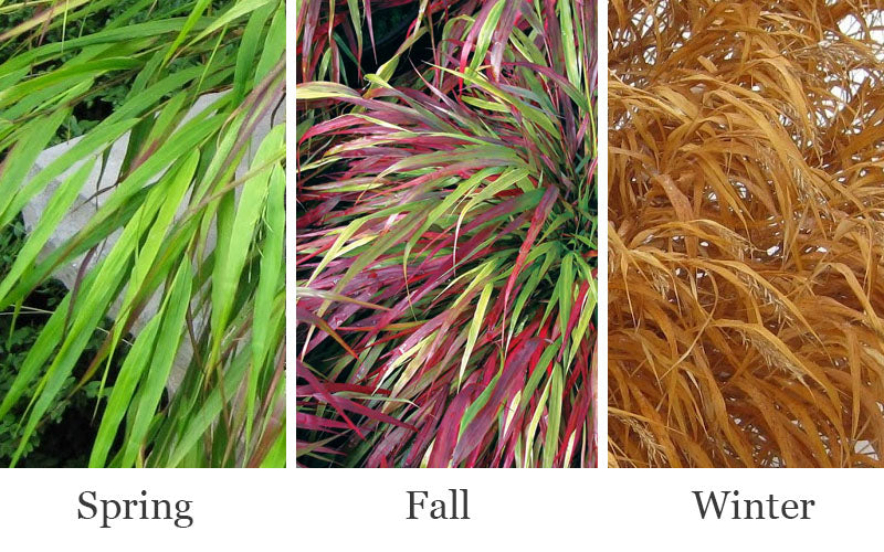  Beni Kaze Japanese Forest Grass (Hakonechloa) - 6 Pack Of 1 Gallon Pots