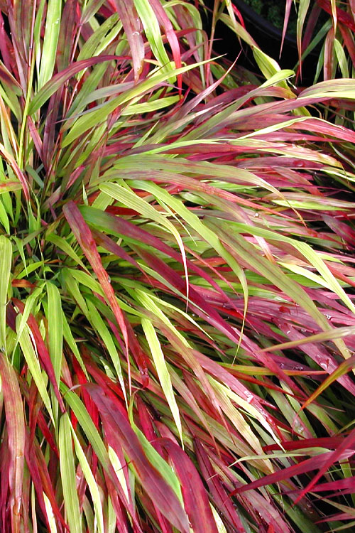  Beni Kaze Japanese Forest Grass (Hakonechloa) - 1 Gallon Pot