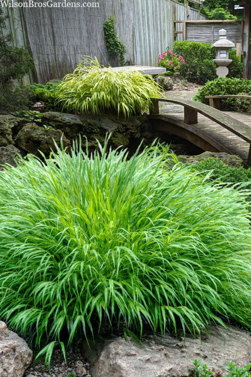  Beni Kaze Japanese Forest Grass (Hakonechloa) - 6 Pack Of 1 Gallon Pots