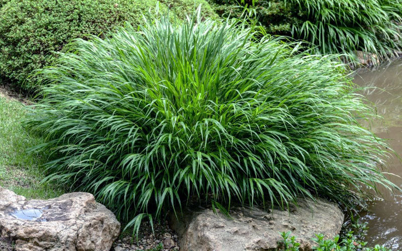  Hakone Japanese Forest Grass (Hakonechloa Macra)- 1 Gallon Pot