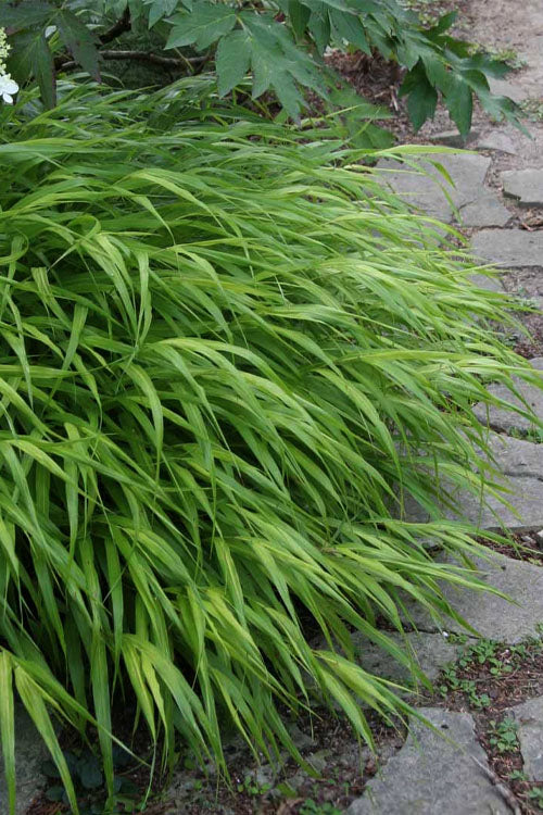  Hakone Japanese Forest Grass (Hakonechloa Macra)- 1 Gallon Pot