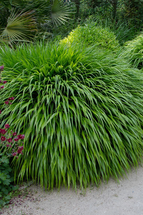  Hakone Japanese Forest Grass (Hakonechloa Macra)- 1 Gallon Pot