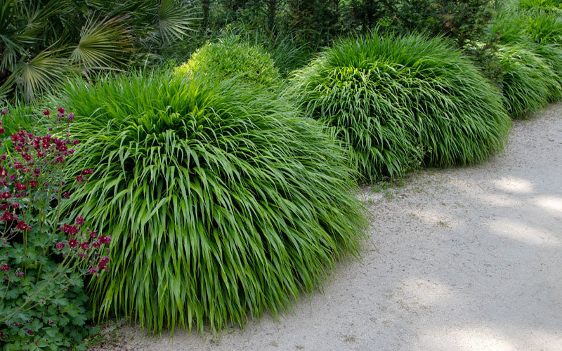  Hakone Japanese Forest Grass (Hakonechloa Macra)- 1 Gallon Pot