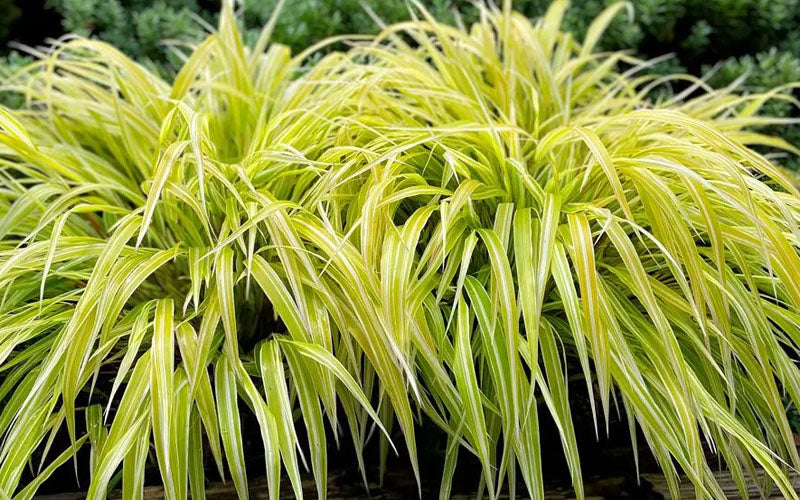  Lemon Zest Japanese Forest Grass (Hakonechloa) - 6 Pack Of 1 Gallon Pots