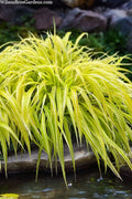  Lemon Zest Japanese Forest Grass (Hakonechloa) - 6 Pack Of 1 Gallon Pots
