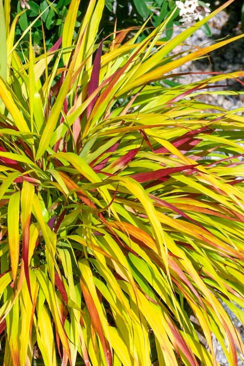  Sunflare Japanese Forest Grass (Hakonechloa) - 1 Gallon Pot