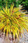  Sunflare Japanese Forest Grass (Hakonechloa) - 1 Gallon Pot