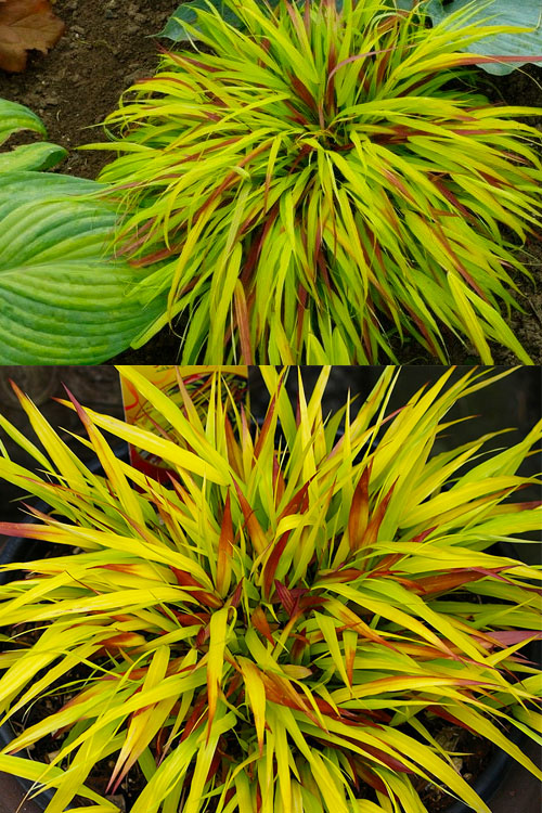  Sunflare Japanese Forest Grass (Hakonechloa) - 1 Gallon Pot