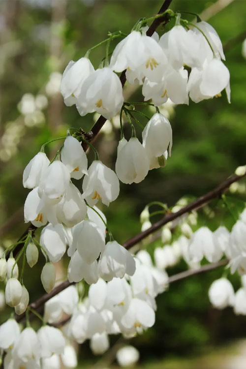  Carolina Silverbell Tree (Halesia ) - 3 Gallon Pot