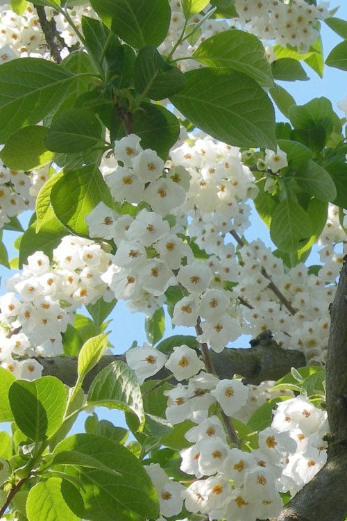  Carolina Silverbell Tree (Halesia ) - 3 Gallon Pot