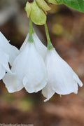  Carolina Silverbell Tree (Halesia ) - 3 Gallon Pot