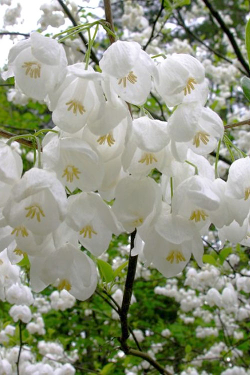  Carolina Silverbell Tree (Halesia ) - 3 Gallon Pot