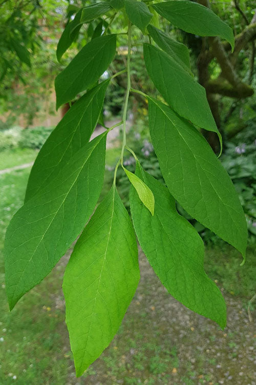  Carolina Silverbell Tree (Halesia ) - 3 Gallon Pot