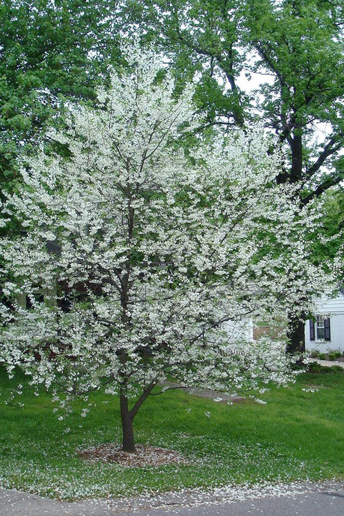  Carolina Silverbell Tree (Halesia ) - 3 Gallon Pot