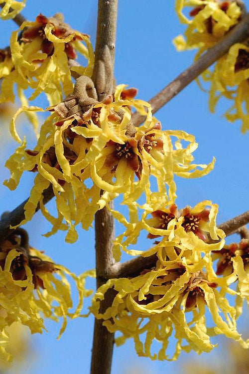  Arnold Promise Witch Hazel - 3 Gallon Pot