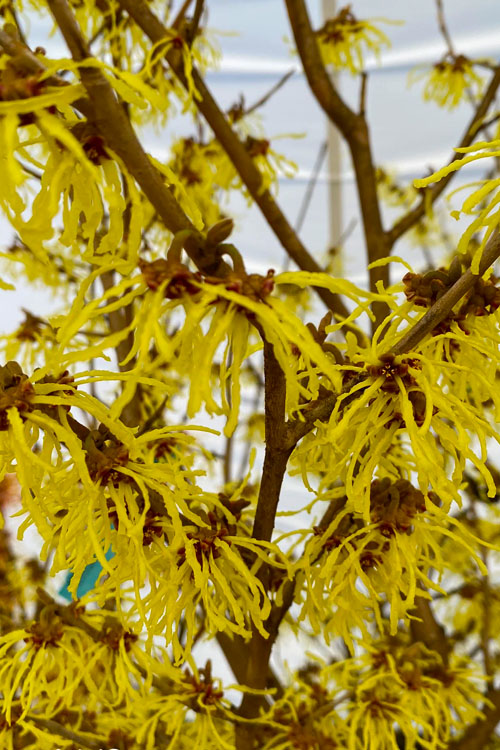  Arnold Promise Witch Hazel - Single Trunk Tree Form - 7 Gallon Pot