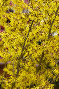  Arnold Promise Witch Hazel - 7 Gallon Pot
