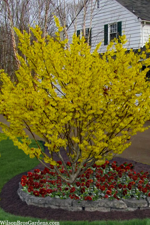  Arnold Promise Witch Hazel - 7 Gallon Pot (4-5')