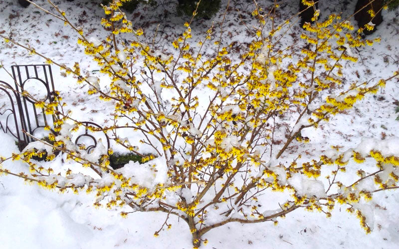  Arnold Promise Witch Hazel - 7 Gallon Pot
