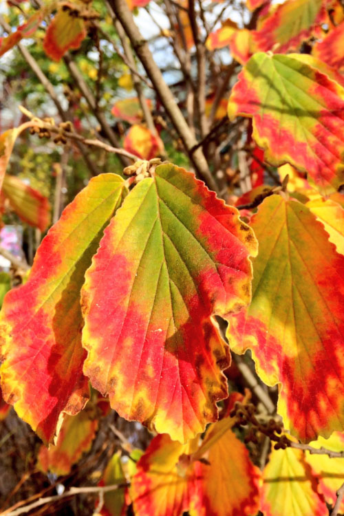 Arnold Promise Witch Hazel - 7 Gallon Pot (4-5')
