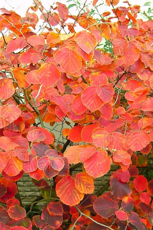  Diane Red Witch Hazel (Hamamelis X Intermedia) - 7 Gallon Pot