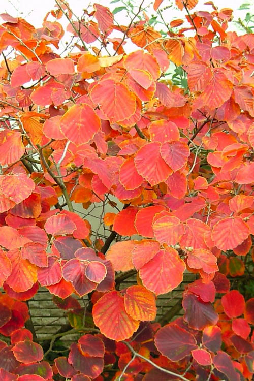  Diane Red Witch Hazel (Hamamelis X Intermedia) - 7 Gallon Pot (3-4')